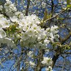 Frühling in Käferbach