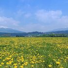 Frühling in Kärnten