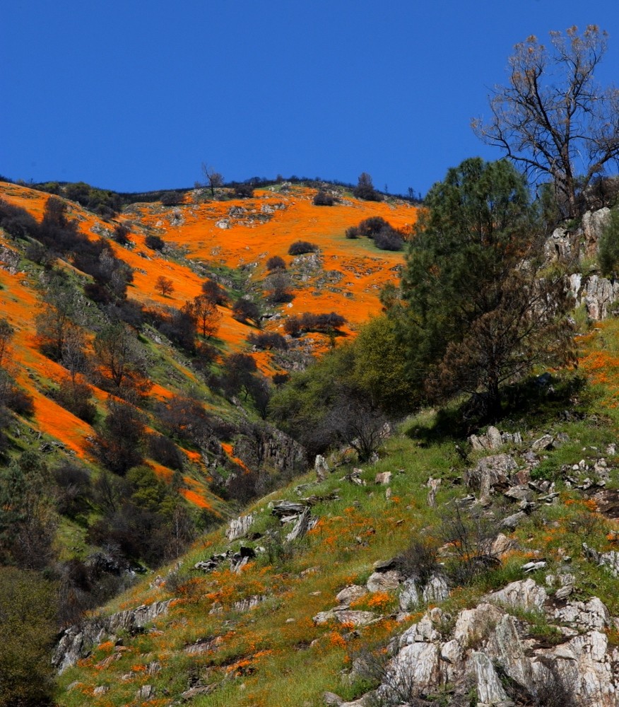 Frühling in Kalifornien