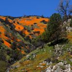 Frühling in Kalifornien