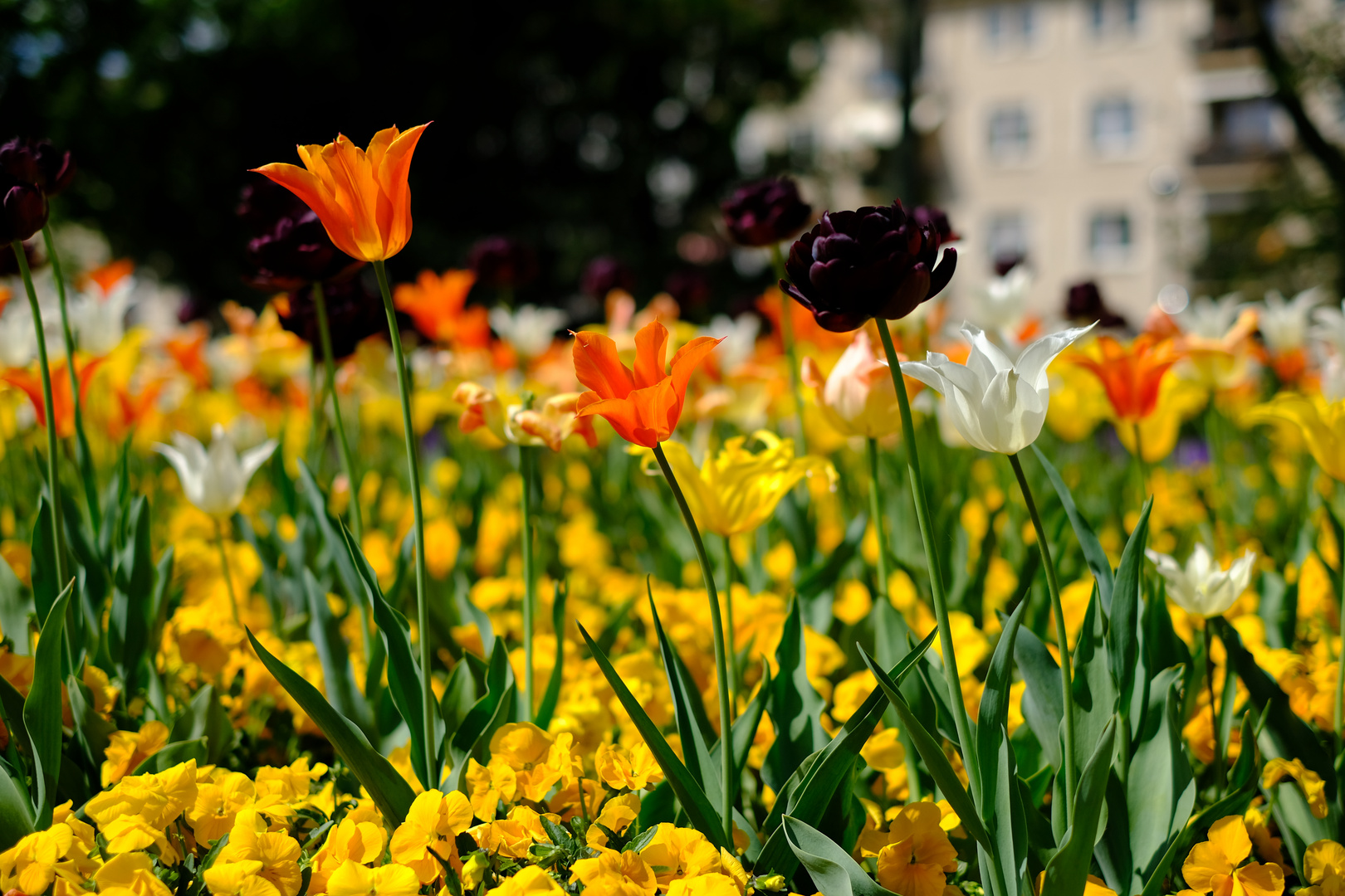 Frühling in Karlsruhe!