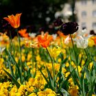 Frühling in Karlsruhe!