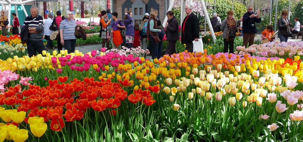 Frühling in Keukenhof 1