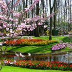 Frühling in Keukenhof 2