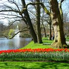 Frühling in Keukenhof 3