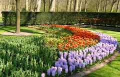 Frühling in Keukenhof 4