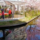 Frühling in Keukenhof 7