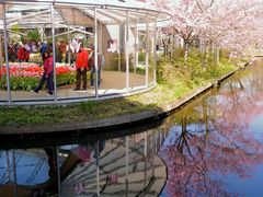 Frühling in Keukenhof 7