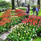 Frühling in Keukenhof