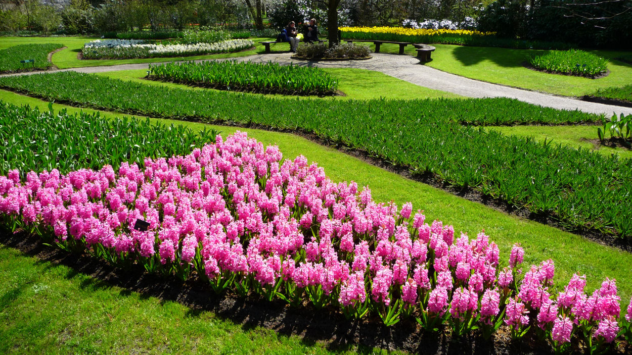 Frühling in Keukenhof 8