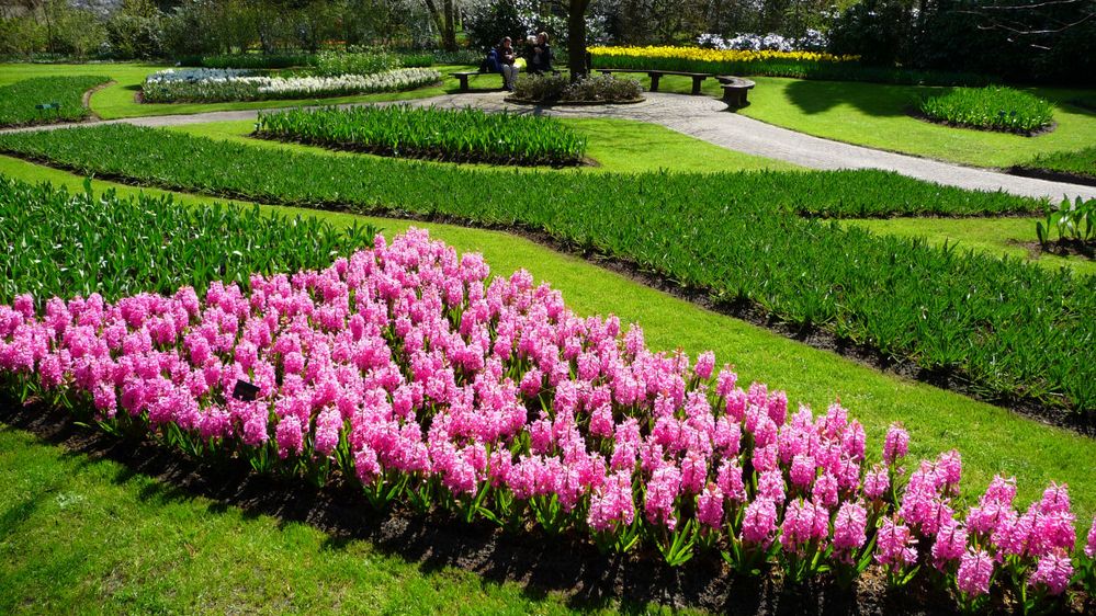 Frühling in Keukenhof 8