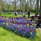 Frühling in Keukenhof