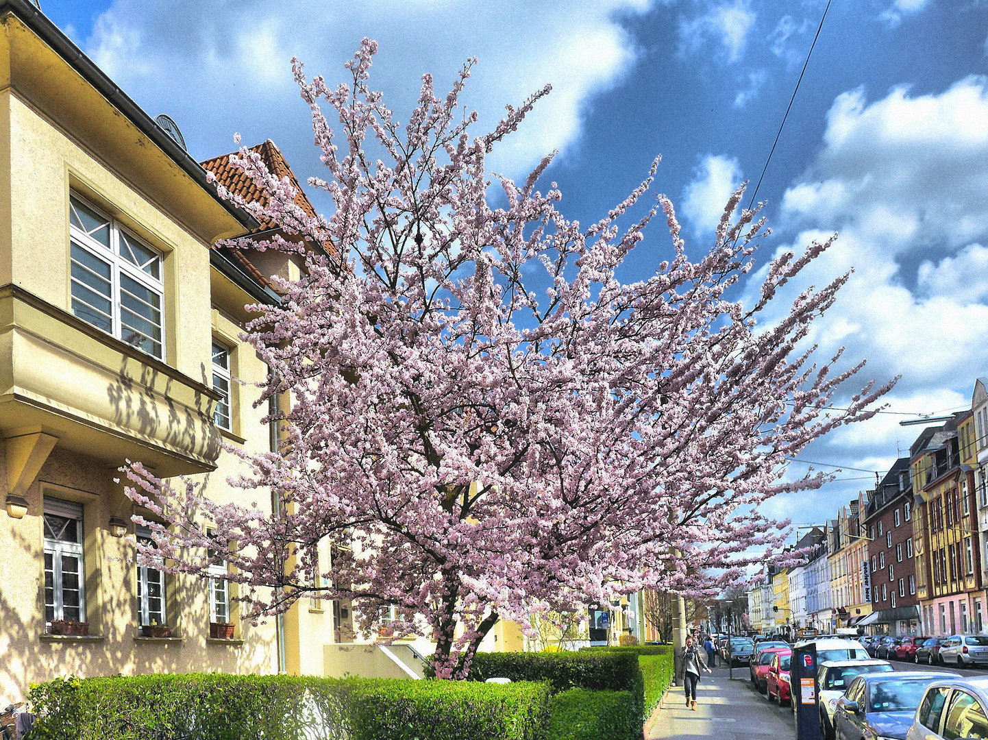 Frühling in Köln