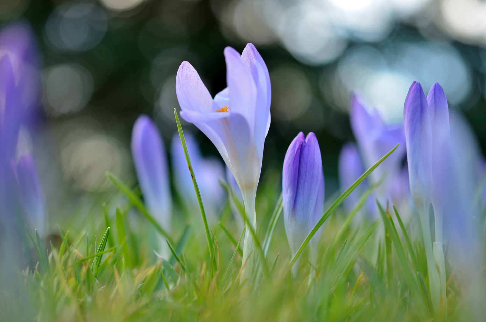 Frühling in Köln