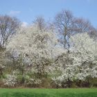 Frühling in Köln