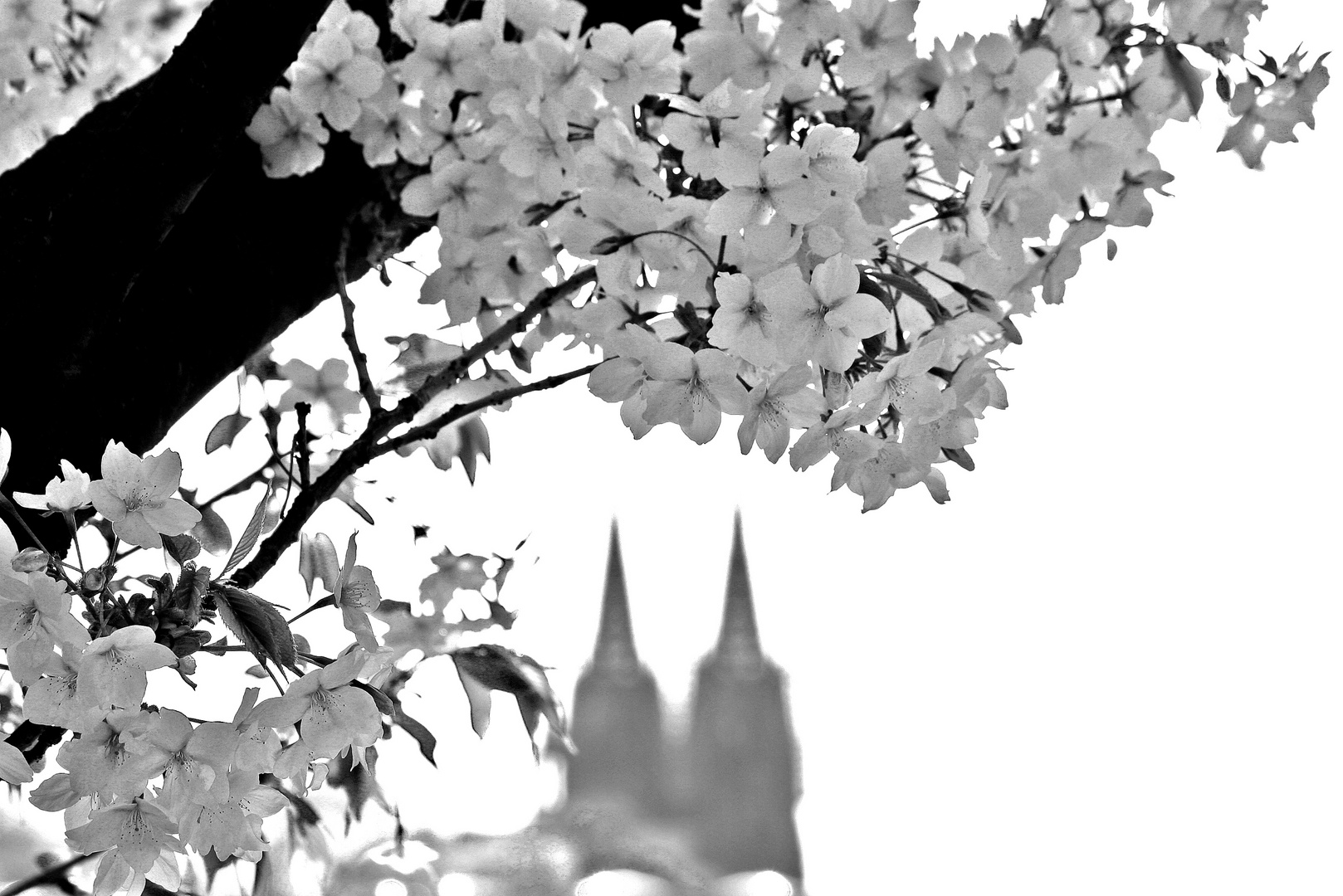 Frühling in Köln