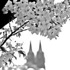 Frühling in Köln