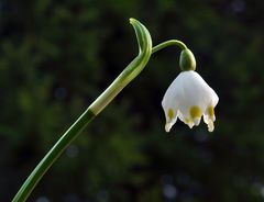 Frühling in Kogelsbach