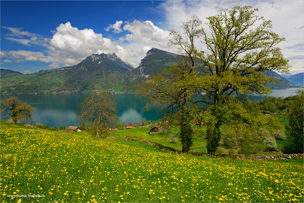 Frühling in Krattigen