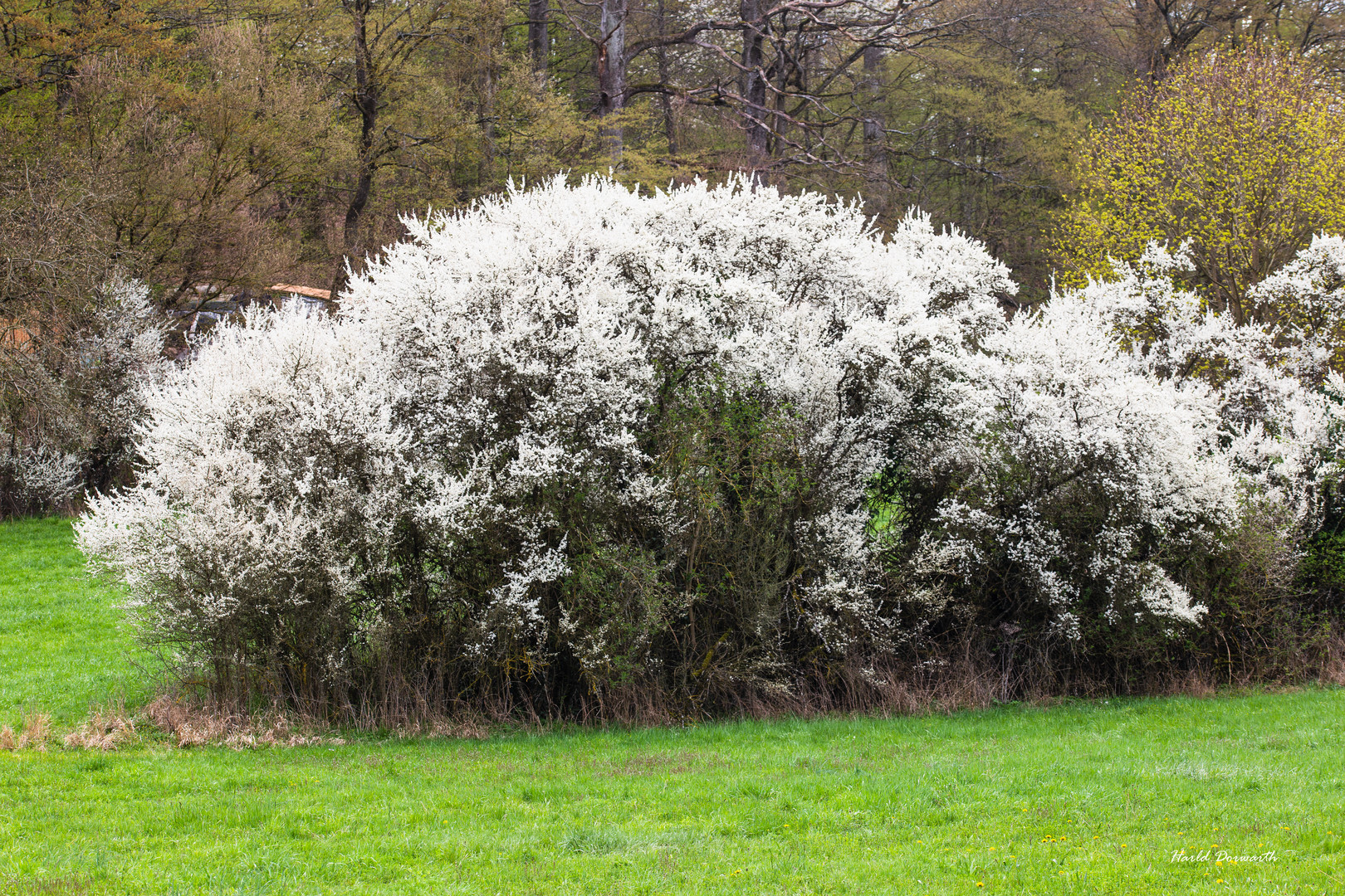 Frühling in Kürnbach