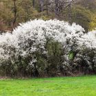 Frühling in Kürnbach