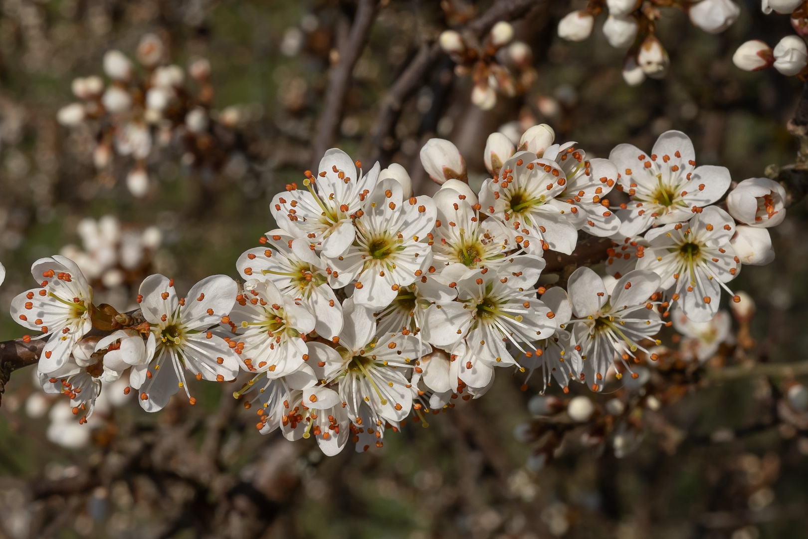 Frühling in Lauchringen