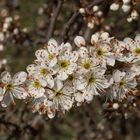 Frühling in Lauchringen