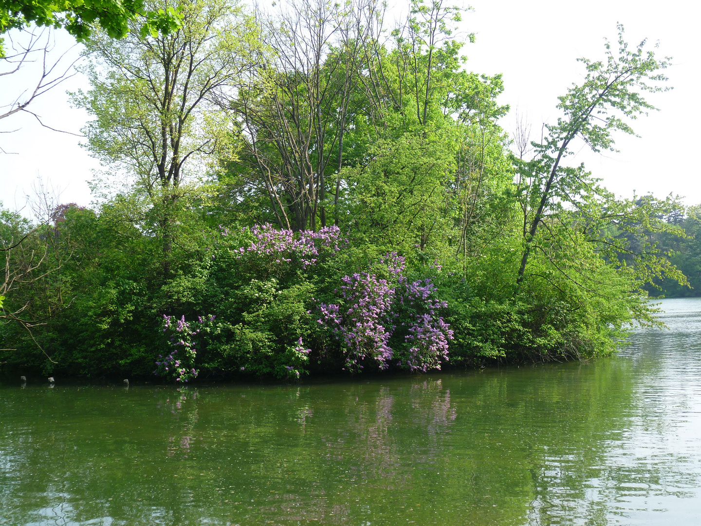 frühling in laxenburg