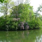 frühling in laxenburg