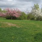 Frühling in Leipzig - Grünau