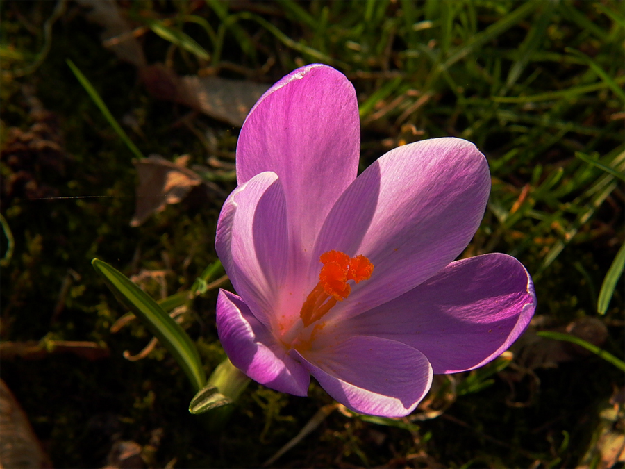 Frühling in Licht und Schatten