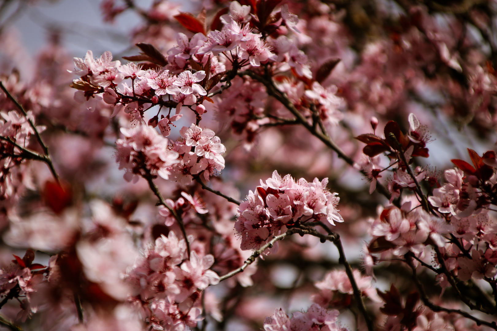 Frühling in Limburg