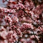 Frühling in Limburg