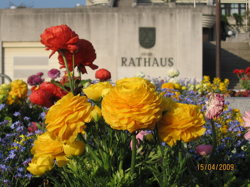 Frühling in Linz