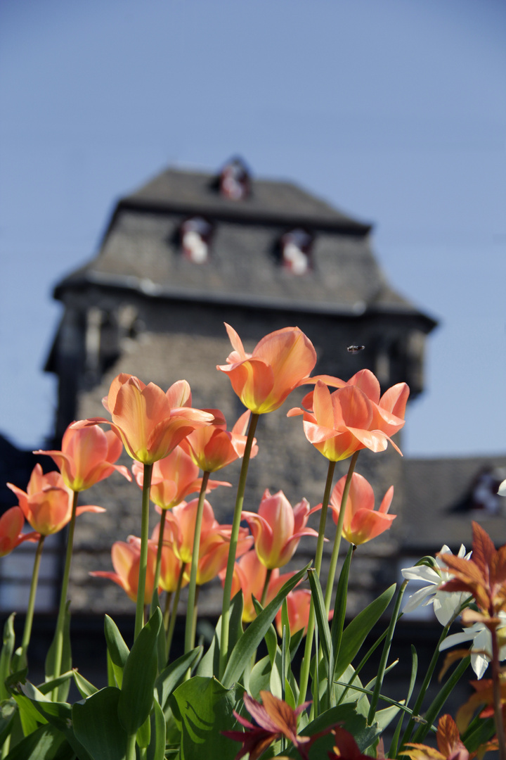 Frühling in Linz am Rhein