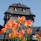 Frühling in Linz am Rhein