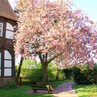 Frühling in Lippe