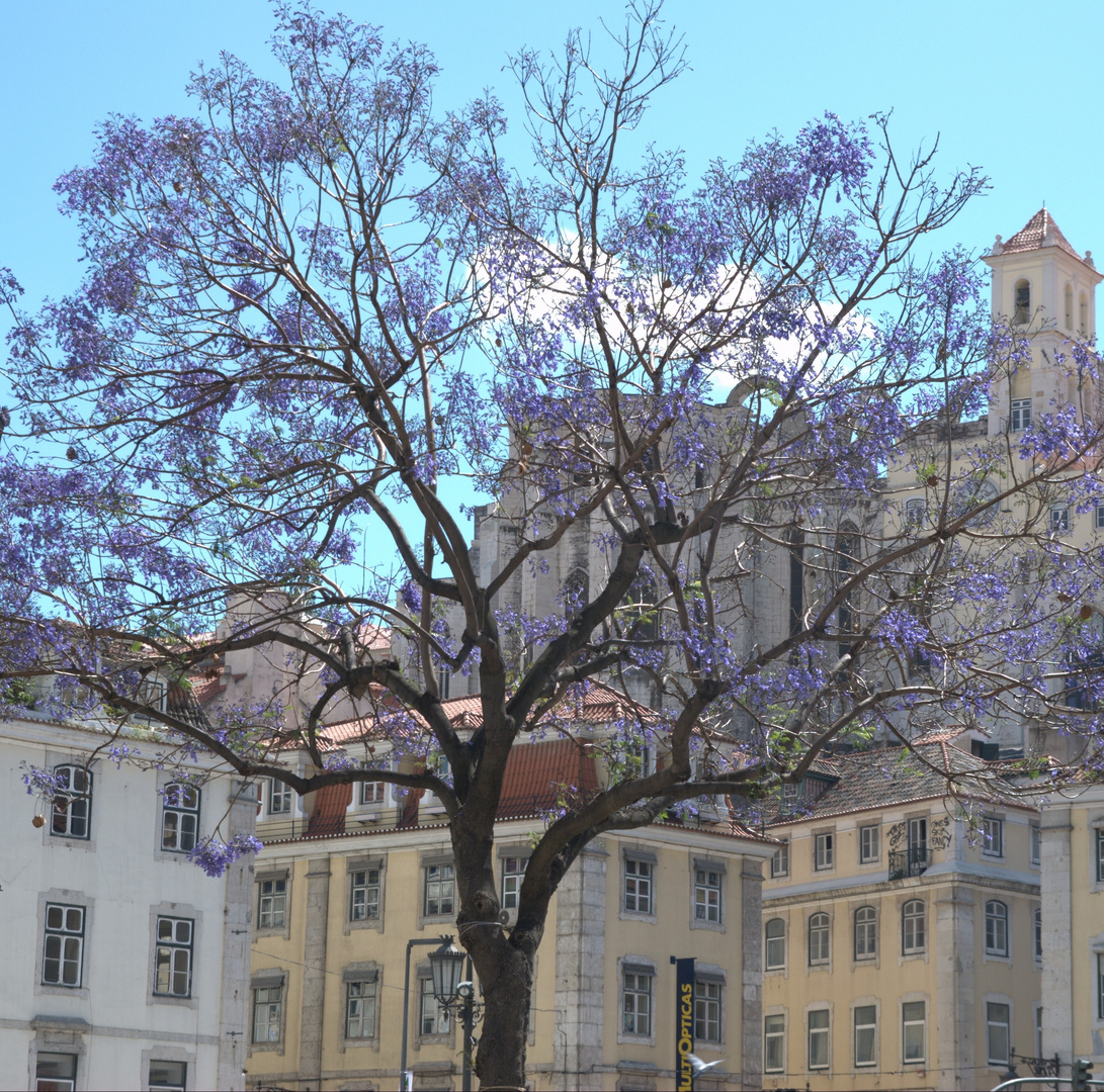 Frühling in Lissabon