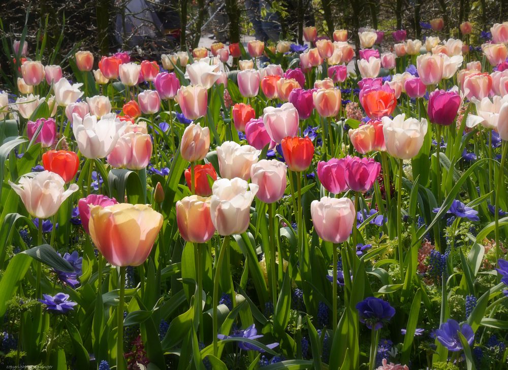 Frühling in Lisse (2)