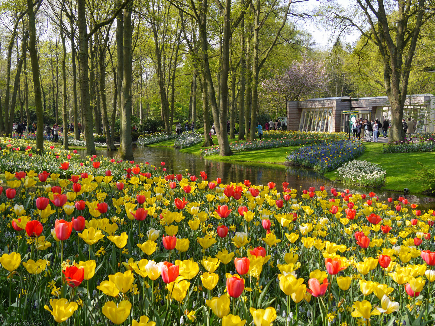 Frühling in Lisse