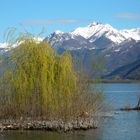 Frühling in Locarno 2