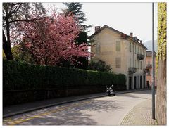 Frühling in Locarno