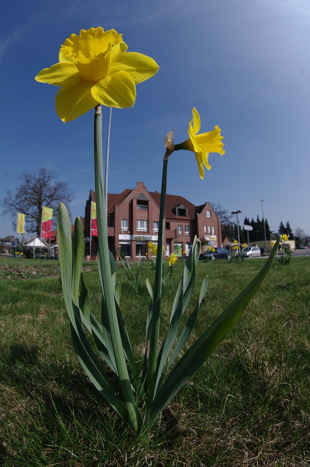 Frühling in Löningen