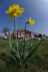 Frühling in Löningen