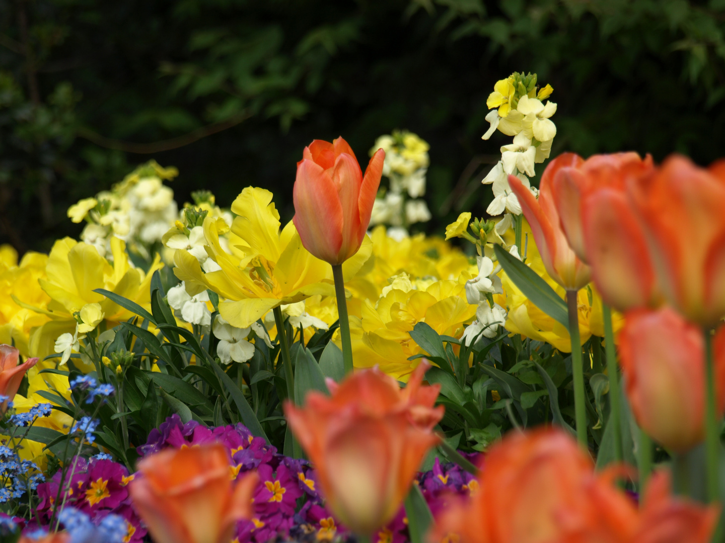 Frühling in London