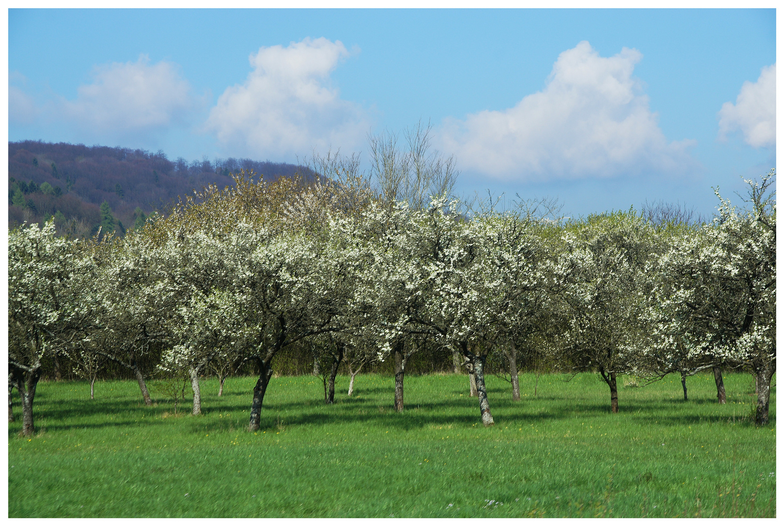 Frühling in Lothringen