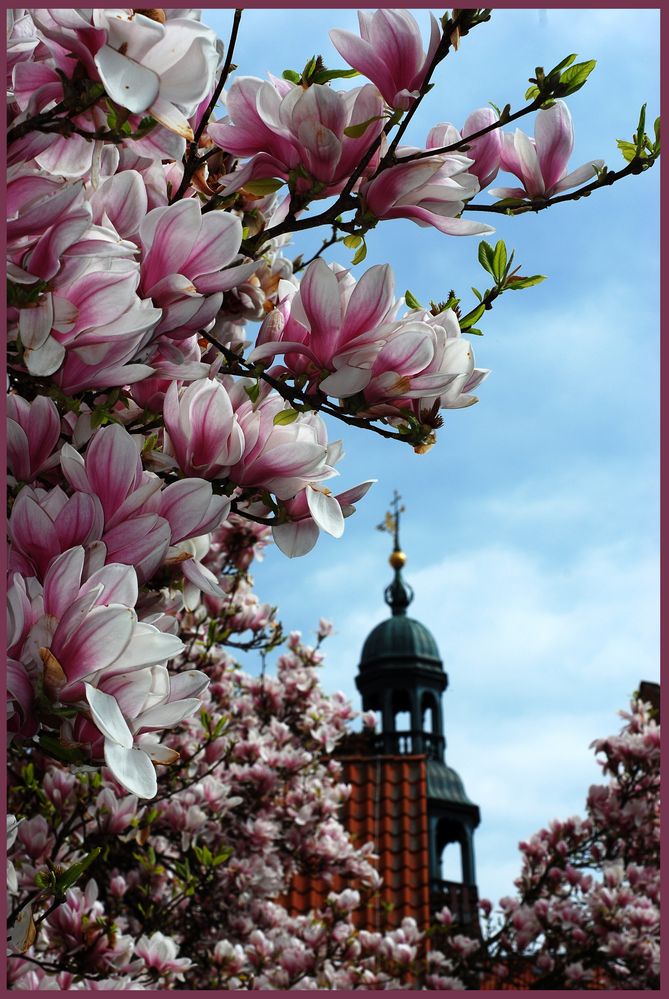 Frühling in Lüneburg