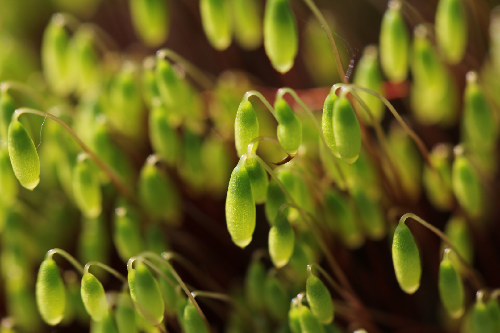 Frühling in Macro