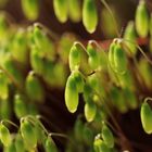 Frühling in Macro