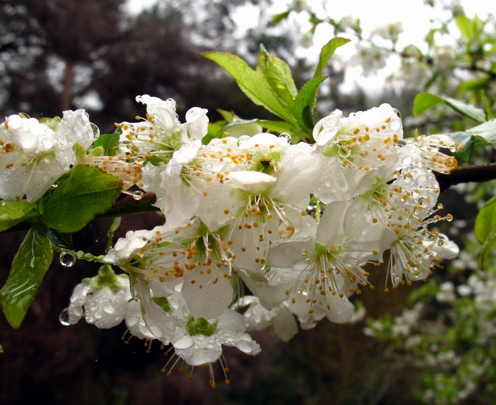 Frühling in Madeira 2007